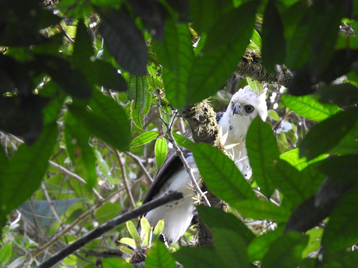 Ornate Hawk-Eagle - ML637956740