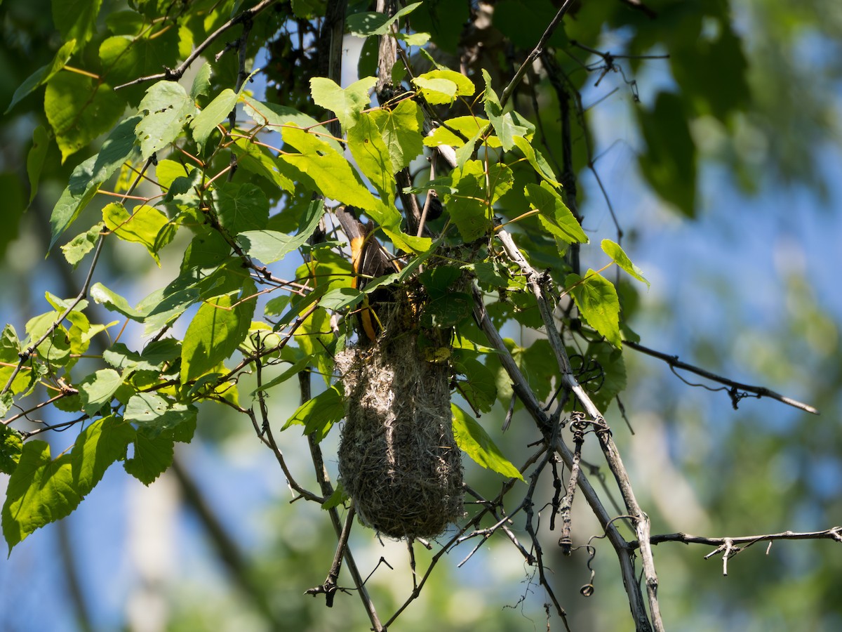 Baltimore Oriole - ML637956741