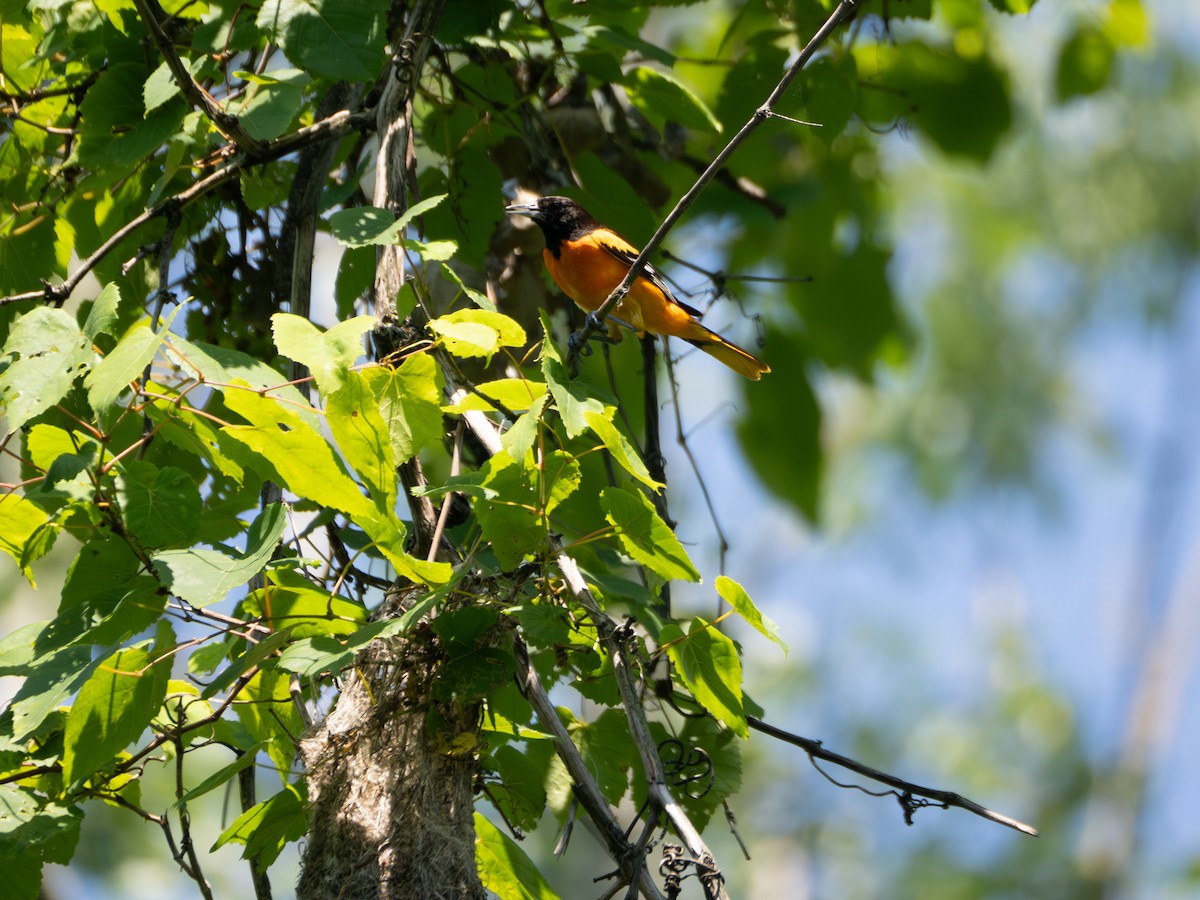 Baltimore Oriole - ML637956797