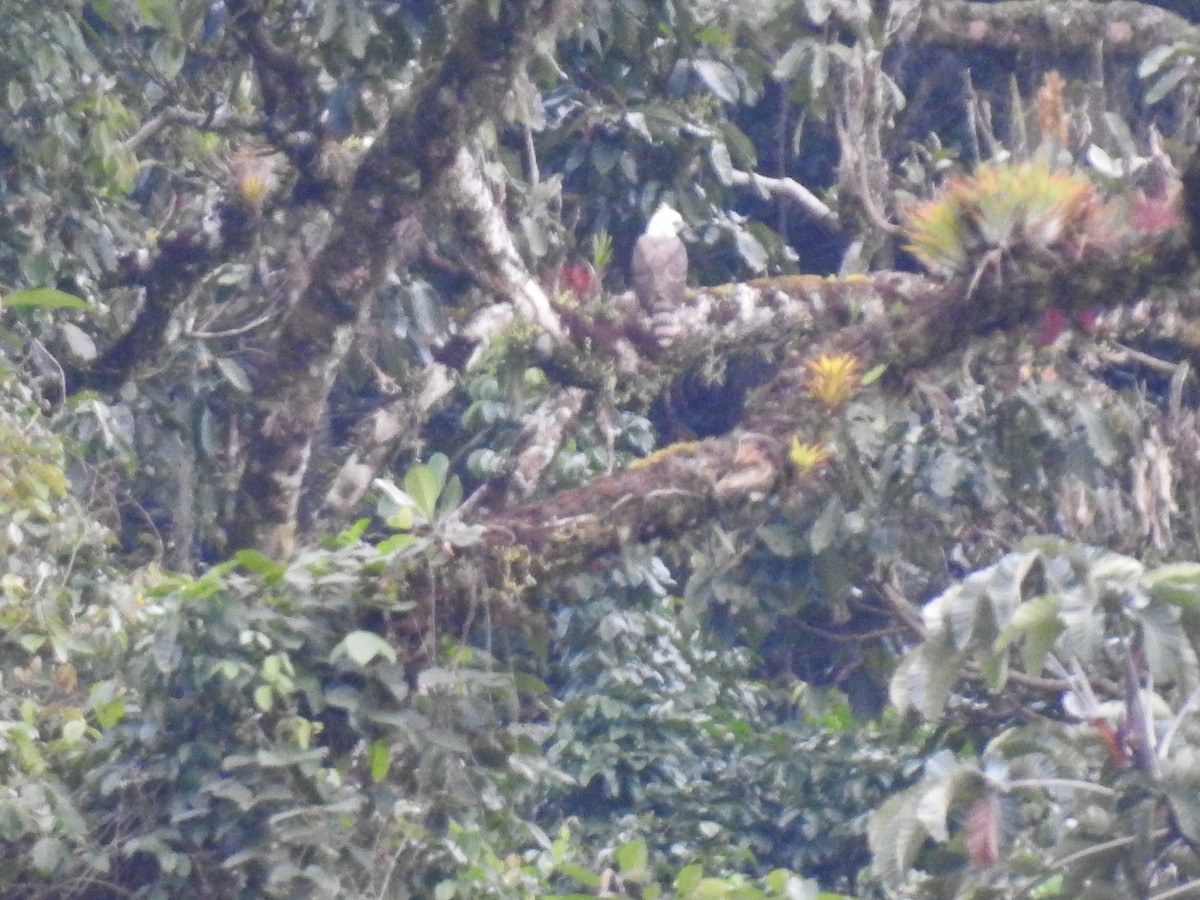 Ornate Hawk-Eagle - ML637956856