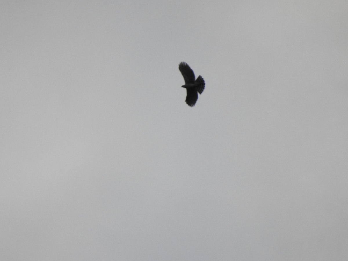Ornate Hawk-Eagle - ML637956860