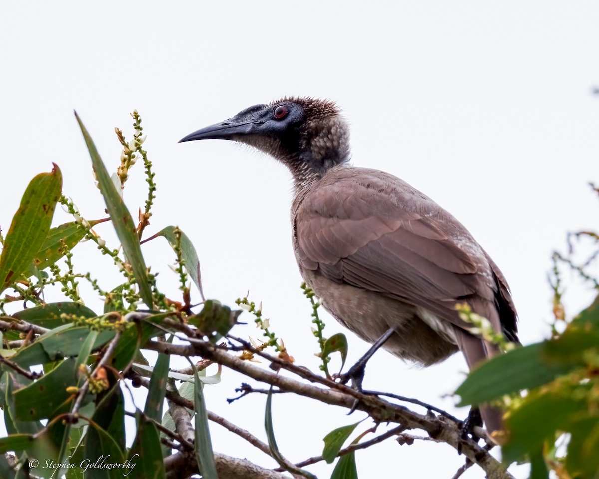 Helmeted Friarbird - ML637956872