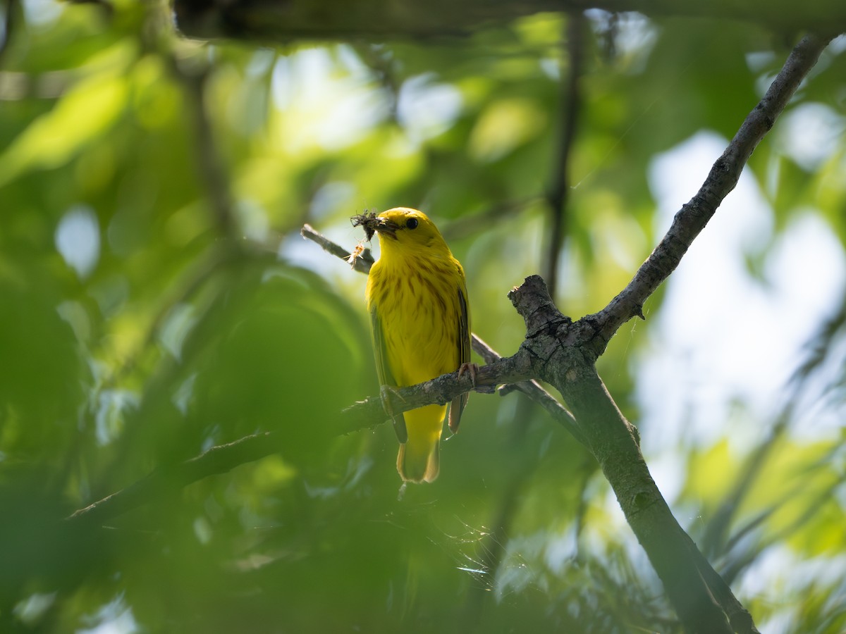 Northern Yellow Warbler - ML637956889