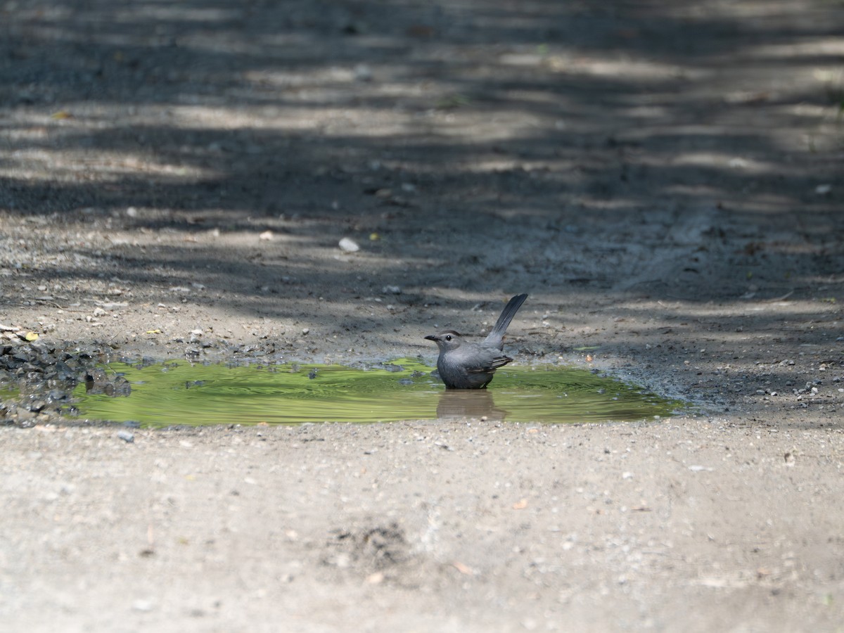 Gray Catbird - ML637956895