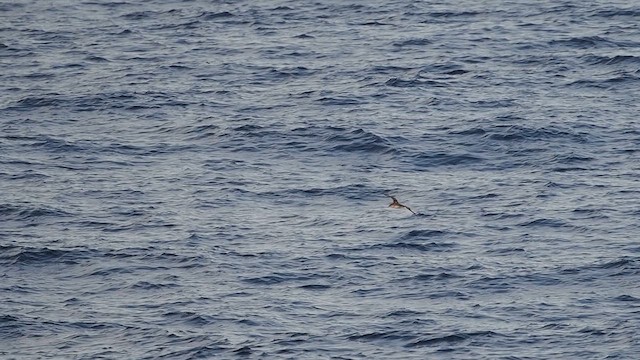 Black-vented Shearwater - ML637956899