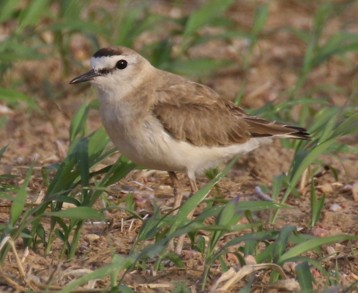 Mountain Plover - ML637956900