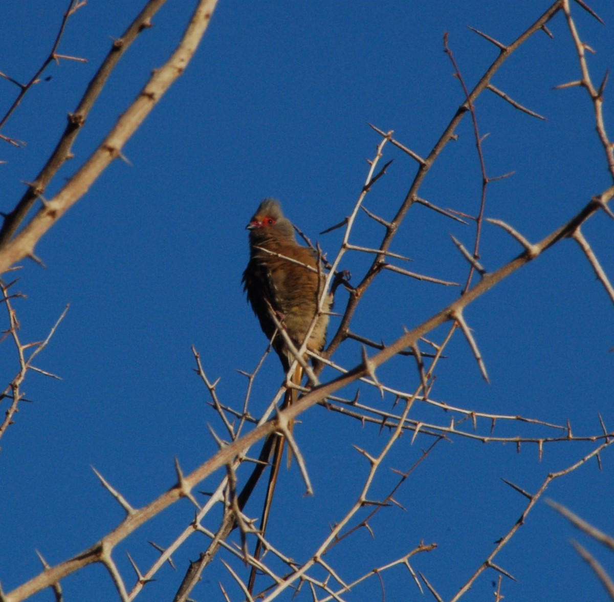 Red-faced Mousebird - ML637956908