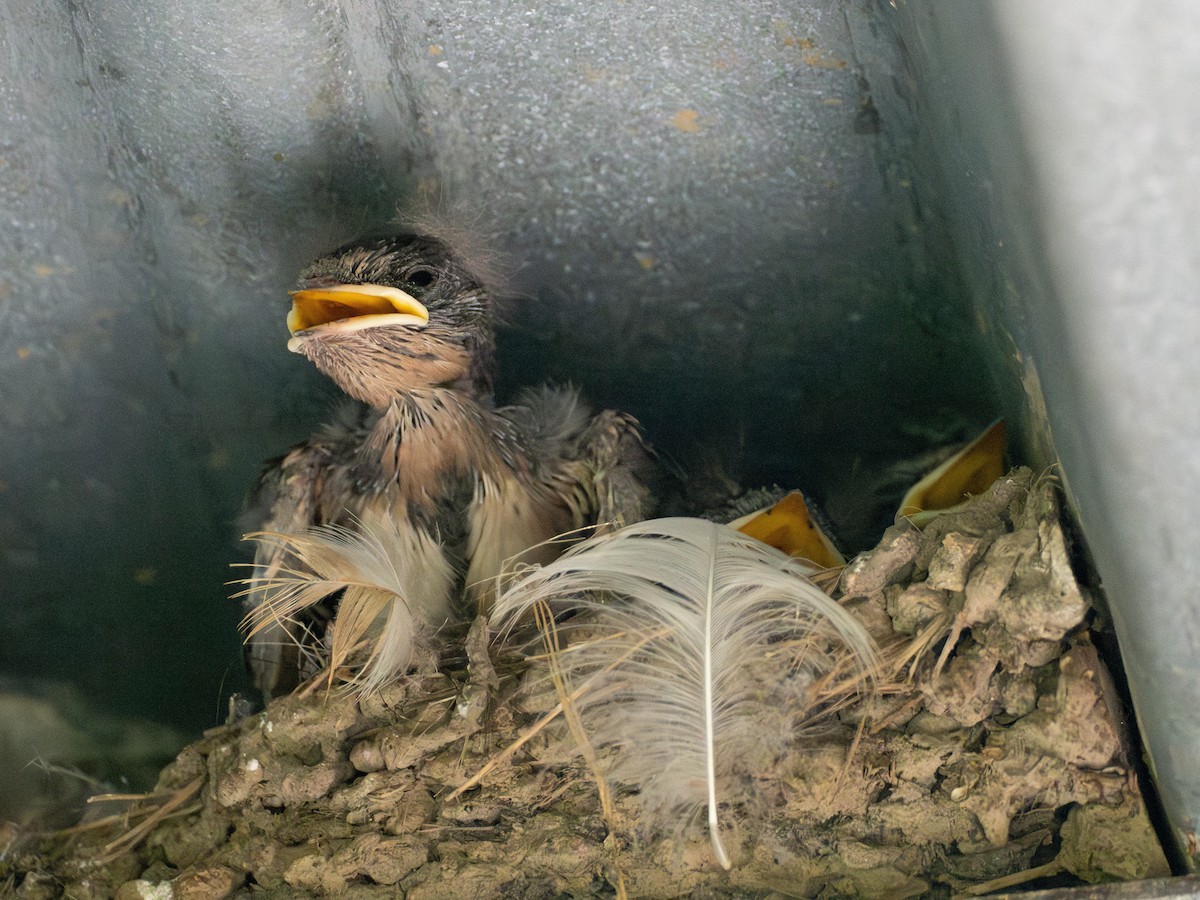 Barn Swallow - ML637956928