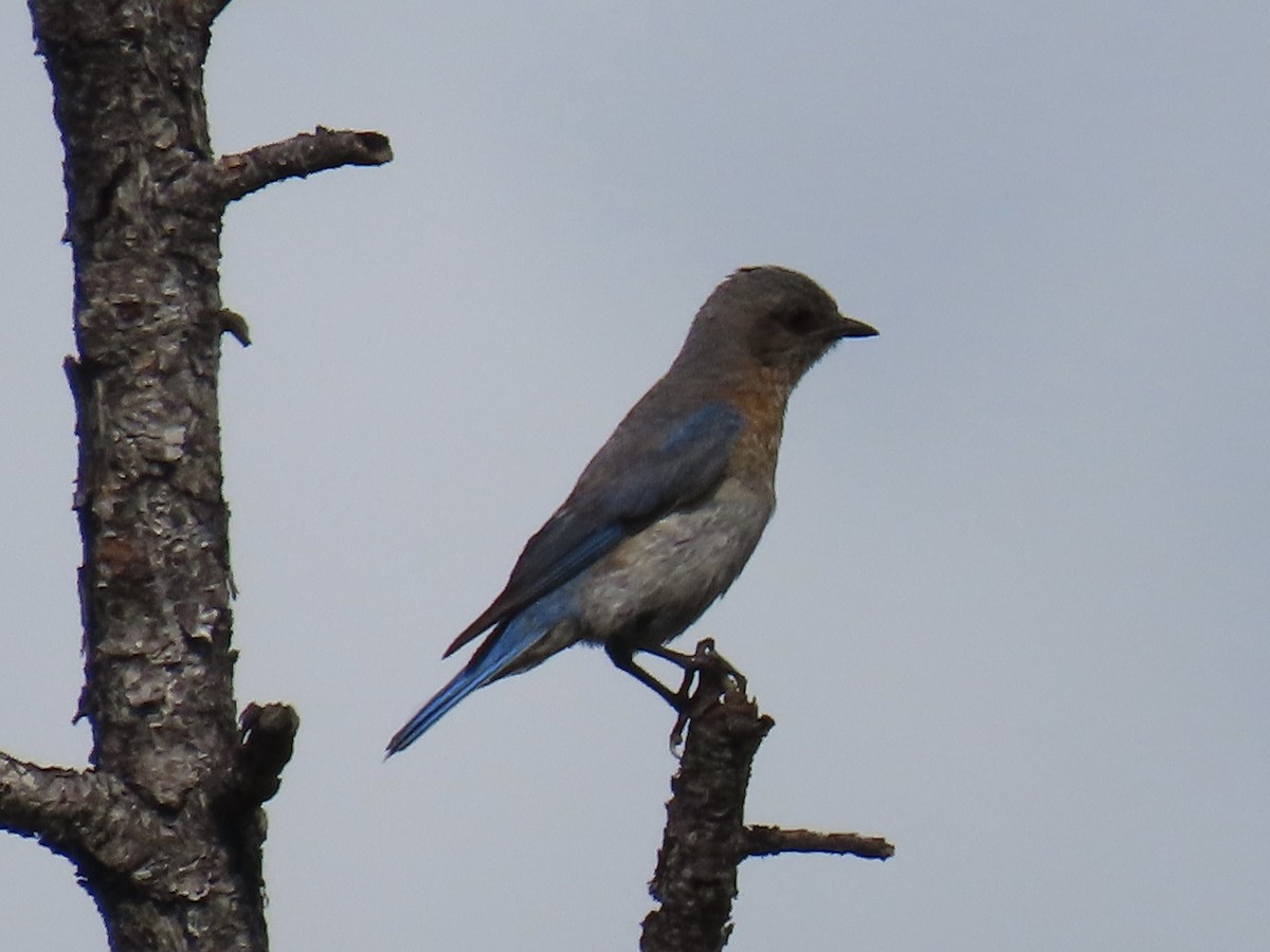 Eastern Bluebird - ML637956930
