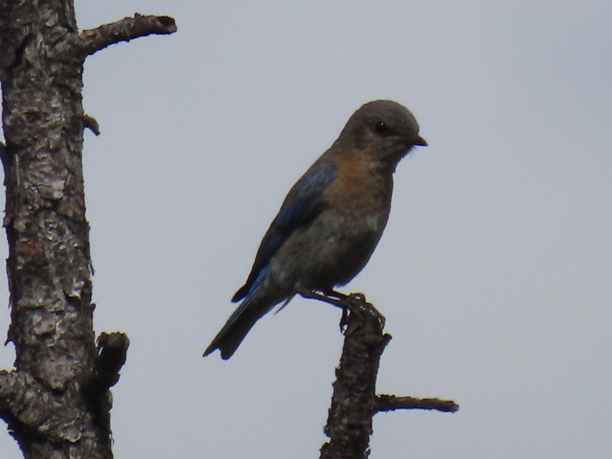 Eastern Bluebird - ML637956931