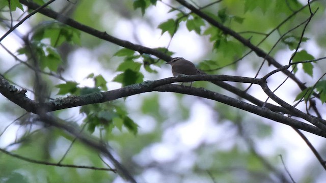Worm-eating Warbler - ML637956940