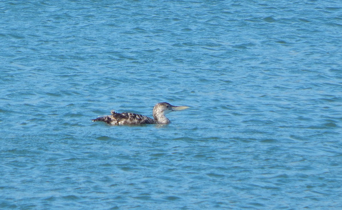 Yellow-billed Loon - ML637956950