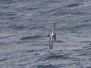 Black-bellied Storm-Petrel - ML637956999