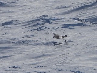 Black-bellied Storm-Petrel - ML637957000