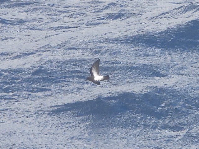 Black-bellied Storm-Petrel - ML637957001