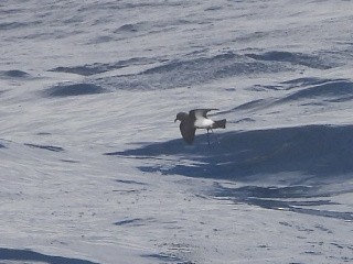 Black-bellied Storm-Petrel - ML637957002