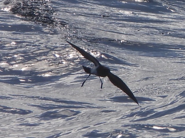 Black-bellied Storm-Petrel - ML637957004