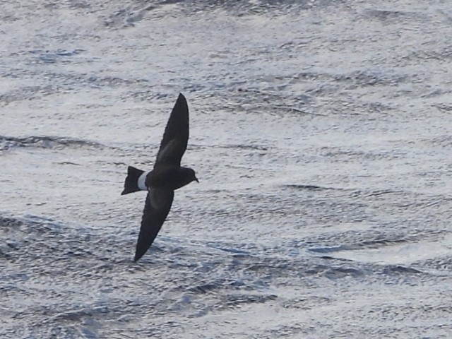 Black-bellied Storm-Petrel - ML637957006