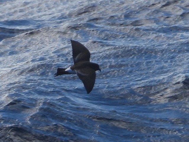 Black-bellied Storm-Petrel - ML637957007