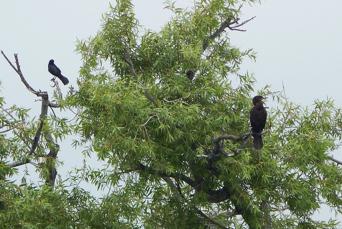 Neotropic Cormorant - ML637957017