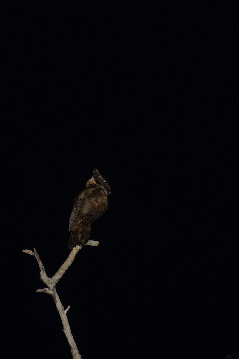 Great Eared-Nightjar - ML637957025