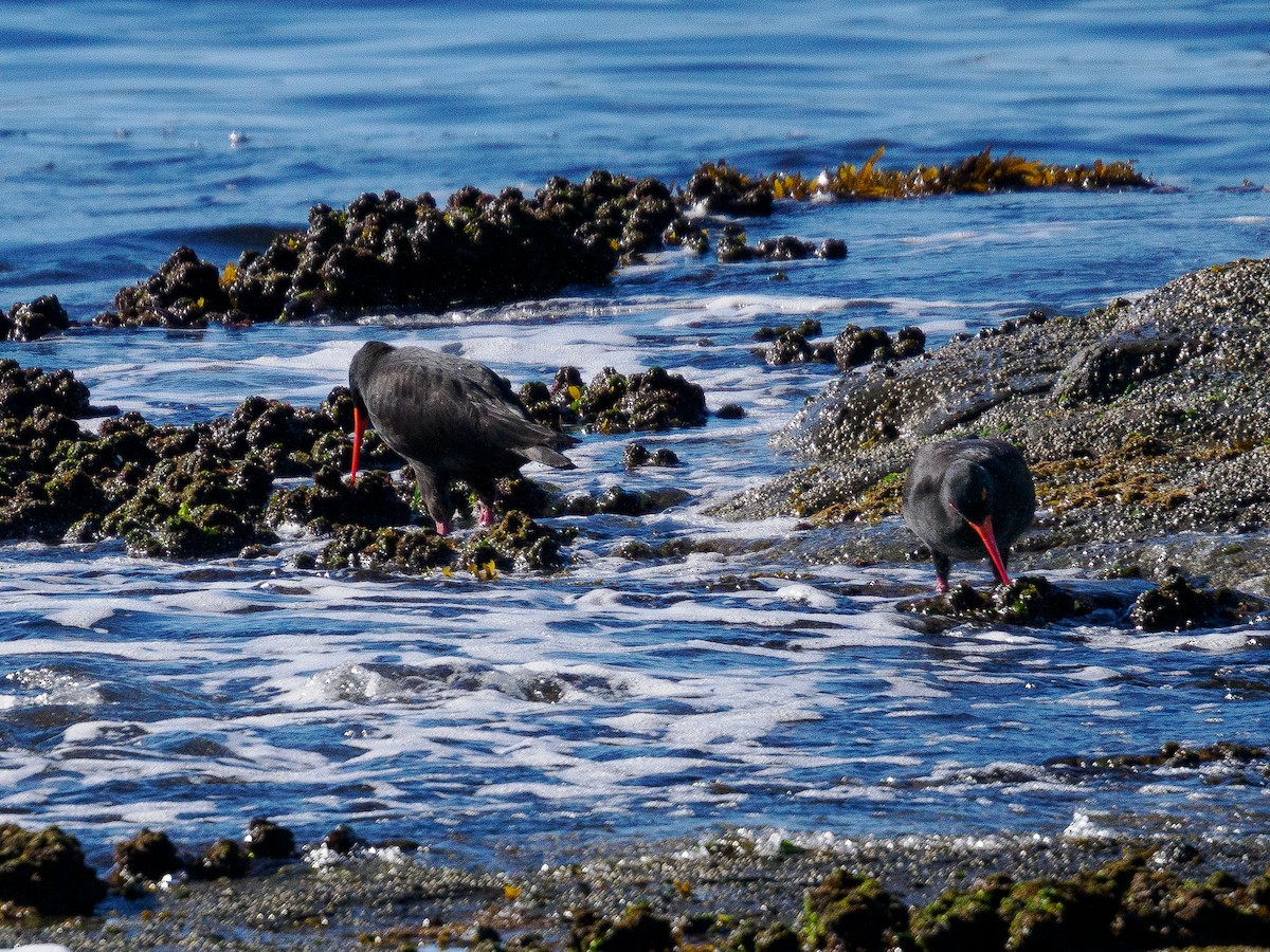 Sooty Oystercatcher - ML637957038