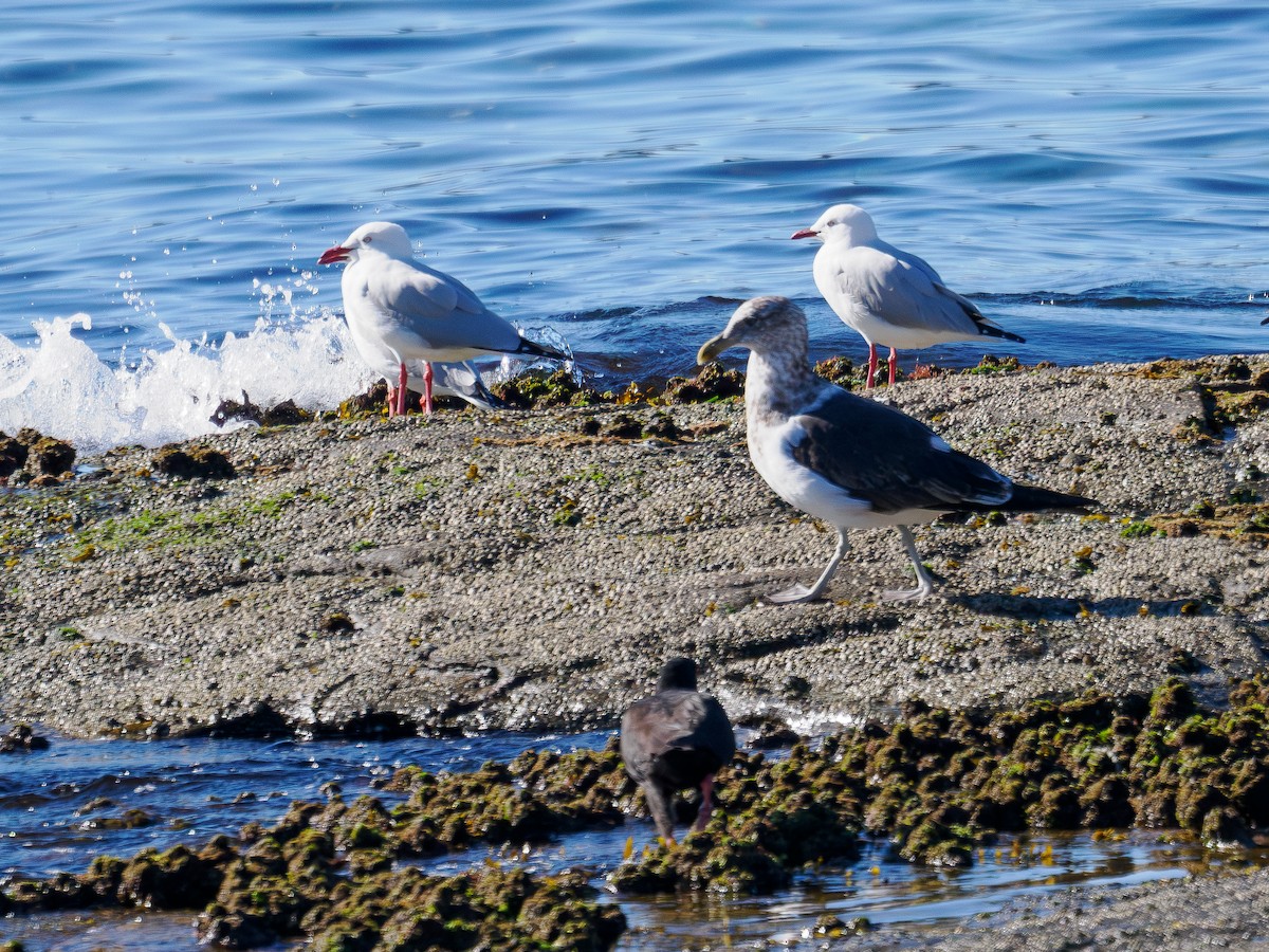 Kelp Gull - ML637957049