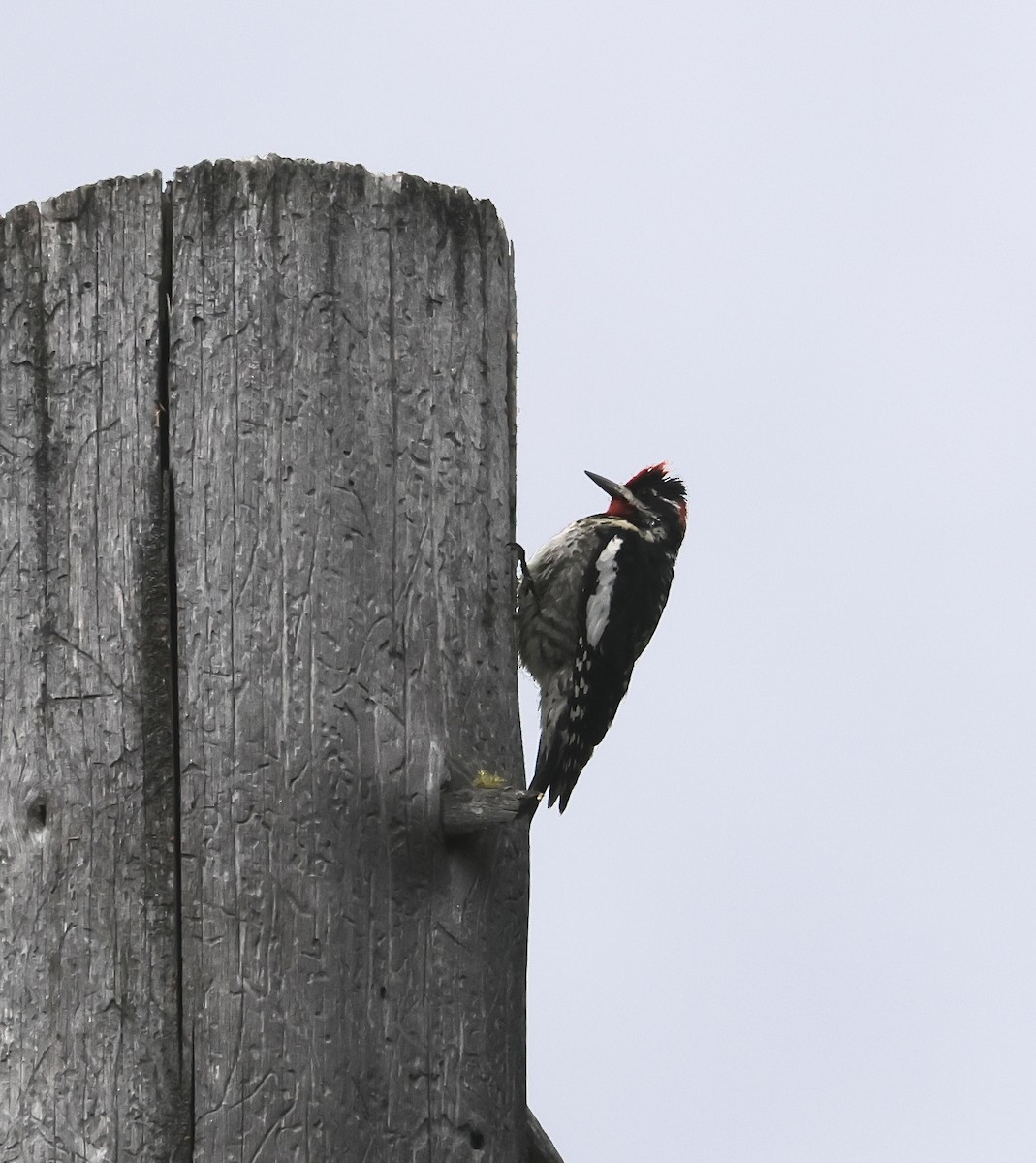 Red-naped Sapsucker - ML637957060