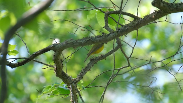 hetteparula - ML637957083