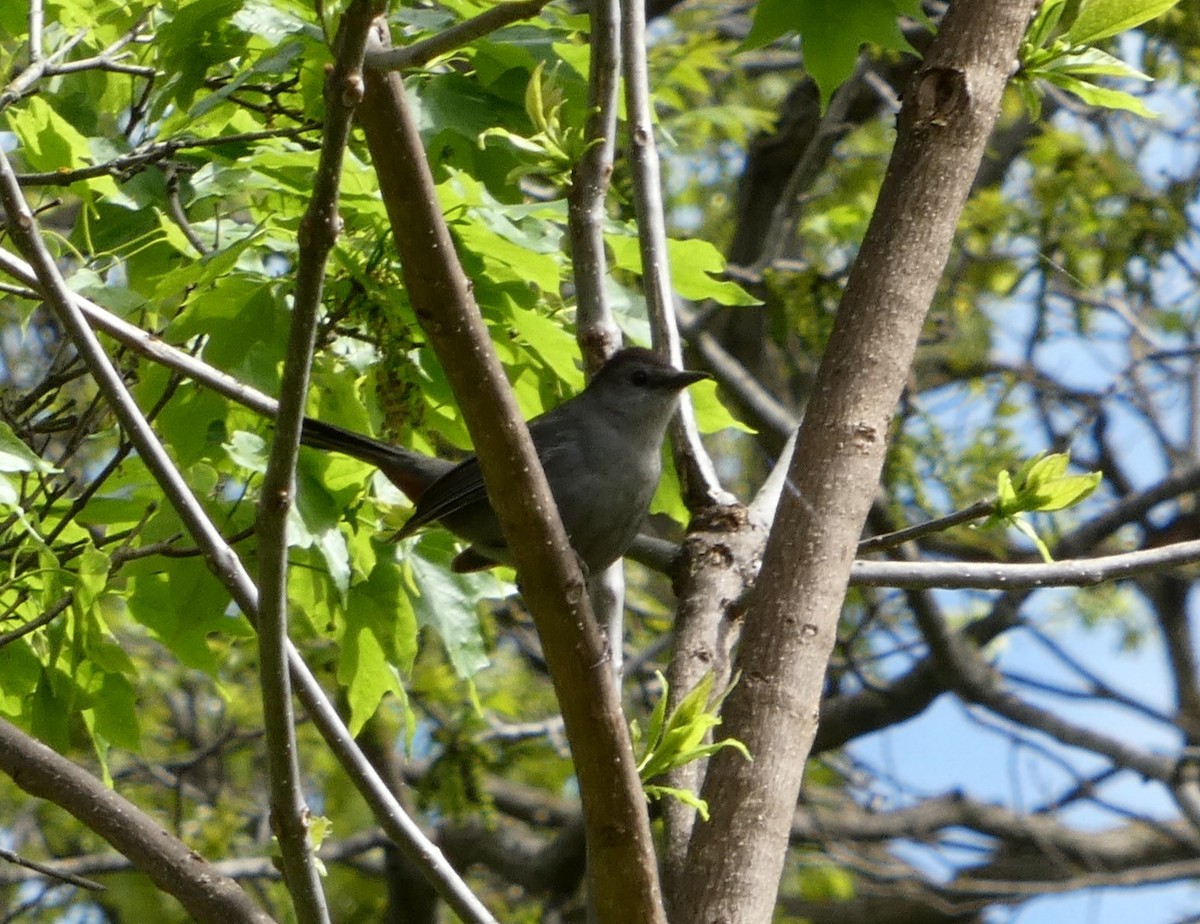 Кошачий пересмешник - ML637957105