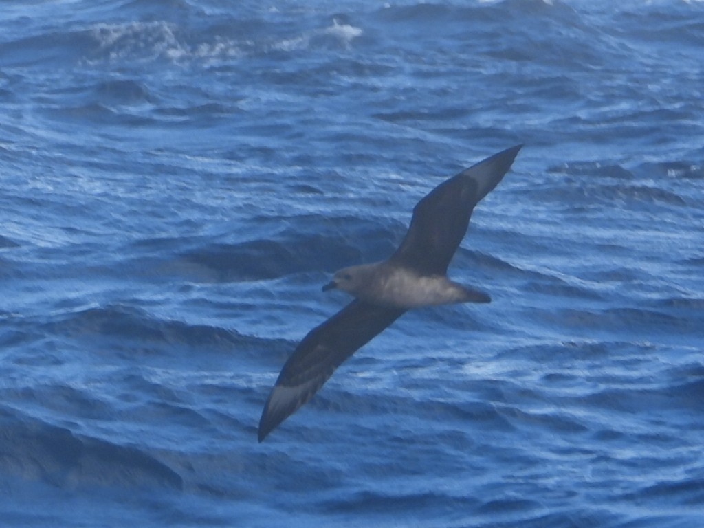 Pétrel des Kermadec - ML637957128