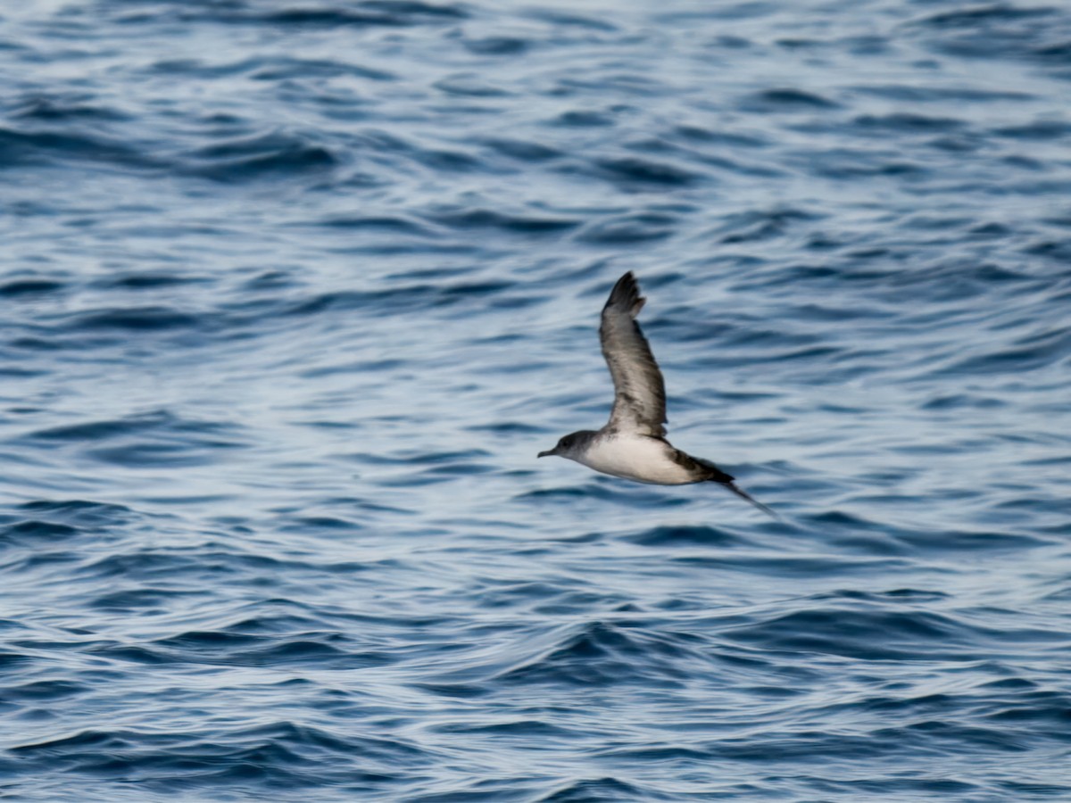 Black-vented Shearwater - ML637957134