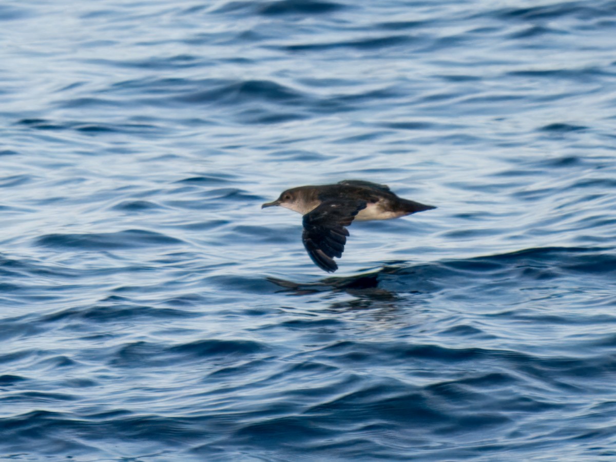Black-vented Shearwater - ML637957135