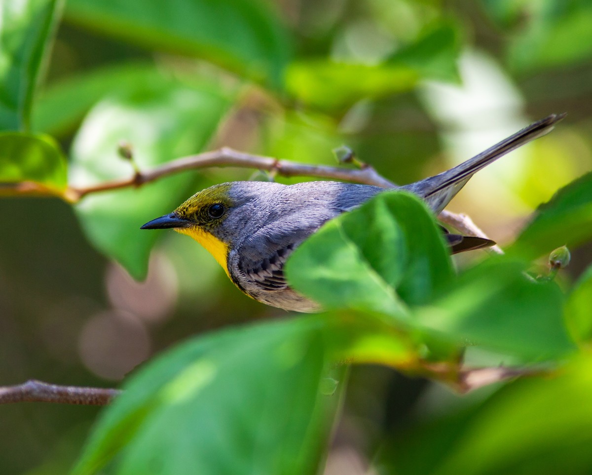 Olive-capped Warbler - ML637957143