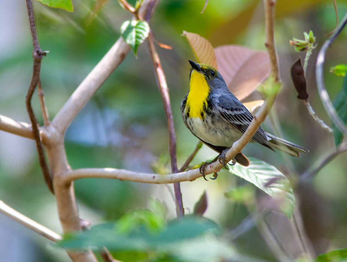 Olive-capped Warbler - ML637957148