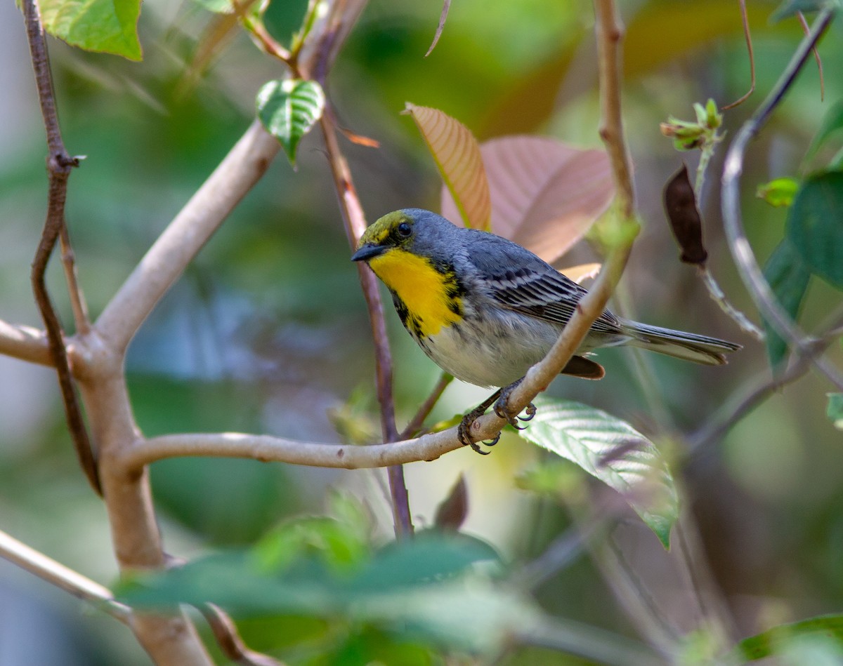 Olive-capped Warbler - ML637957155