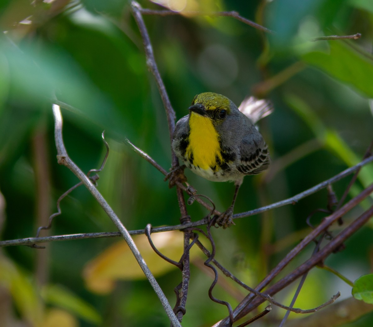 Olive-capped Warbler - ML637957156
