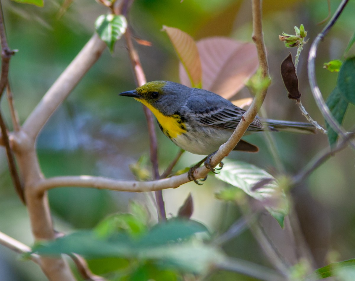 Olive-capped Warbler - ML637957169