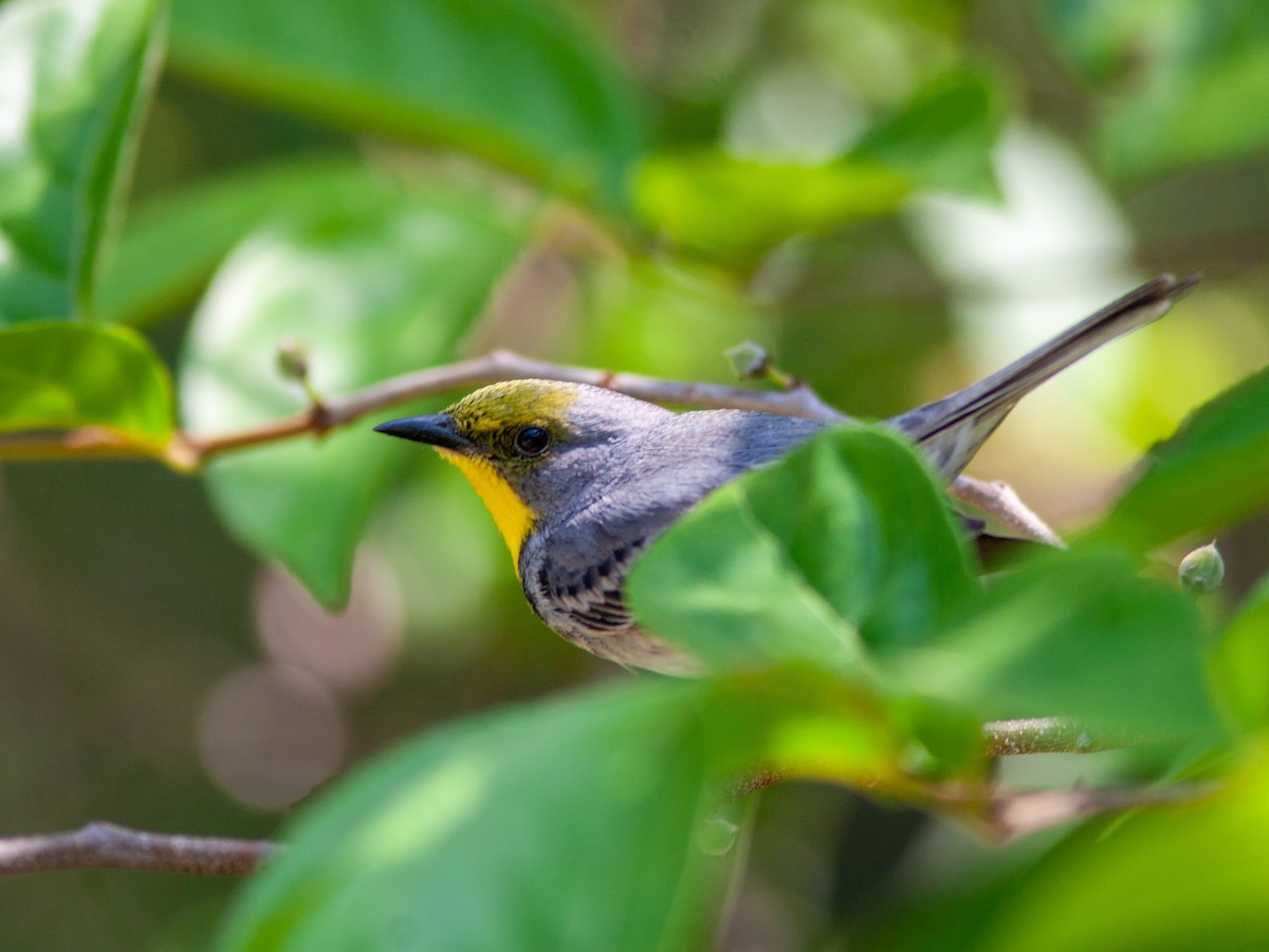 Olive-capped Warbler - ML637957172