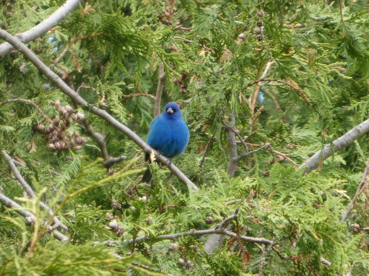 Индиговый колорин - ML637957175