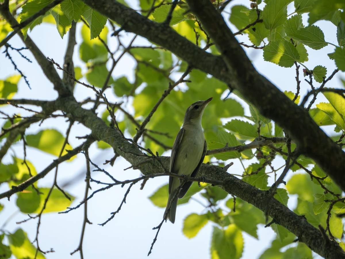 Eastern Warbling Vireo - ML637957181