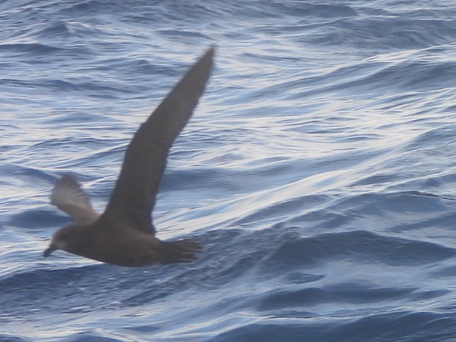 Gray-faced Petrel - ML637957182