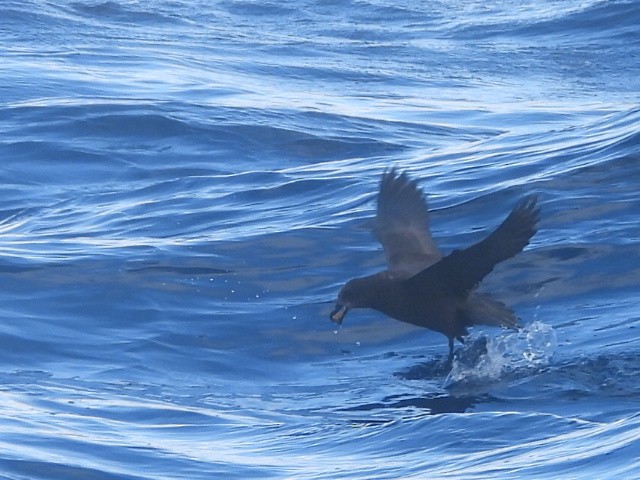 Gray-faced Petrel - ML637957183