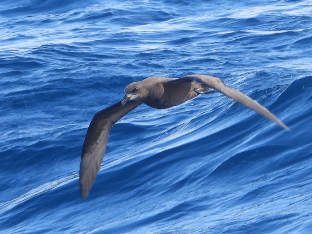Gray-faced Petrel - ML637957184