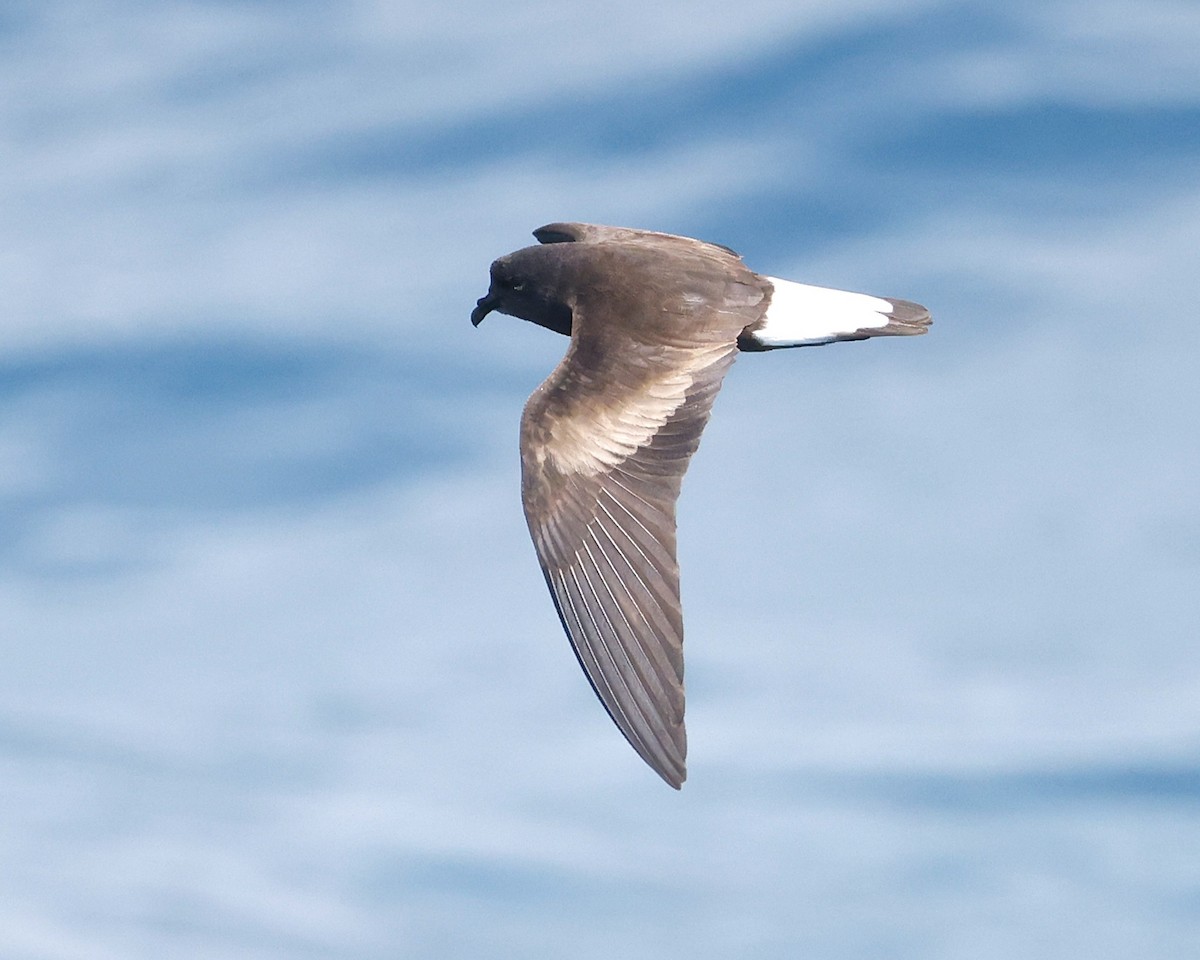 Wedge-rumped Storm-Petrel - ML637957222