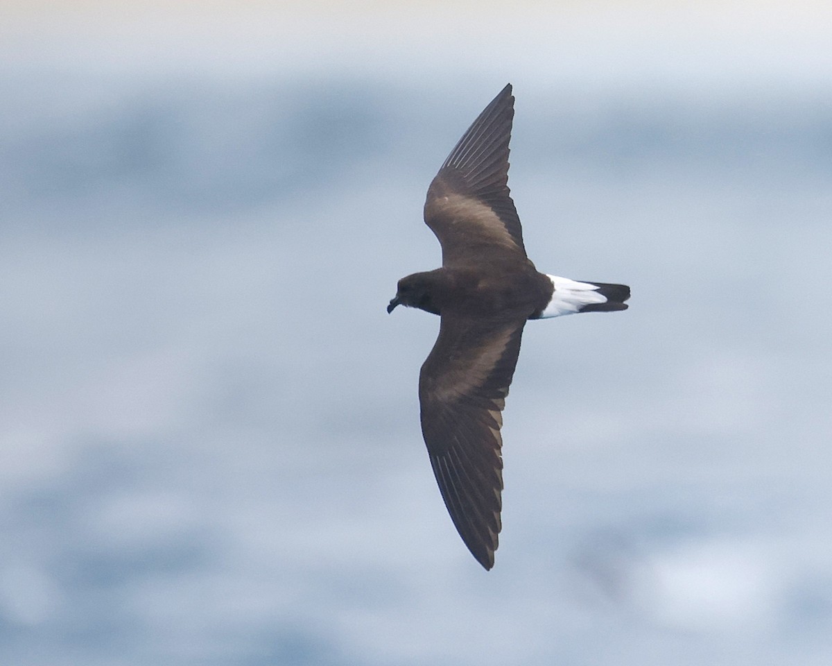 Wedge-rumped Storm-Petrel - ML637957223