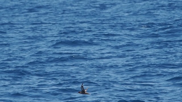 灰水薙鳥 - ML637957245