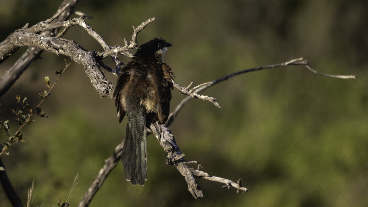 Burchell's Coucal - ML637957246
