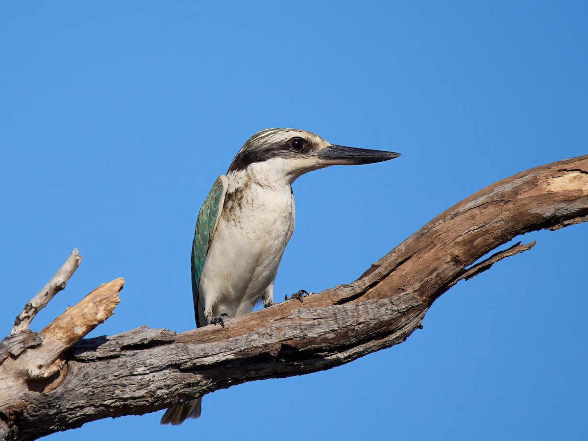 Red-backed Kingfisher - ML637957322