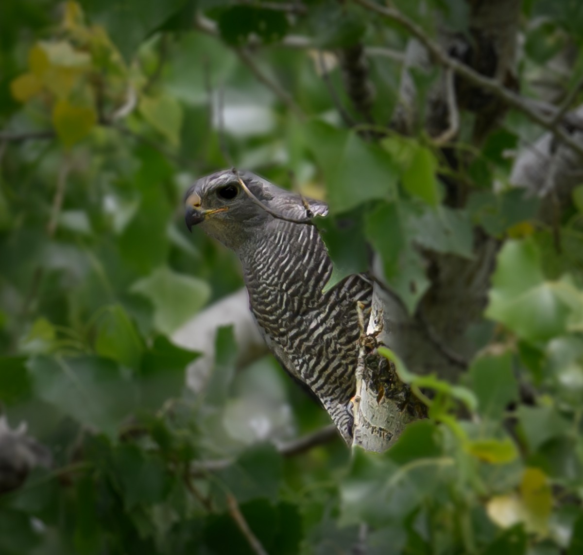 Gray Hawk - ML637957392